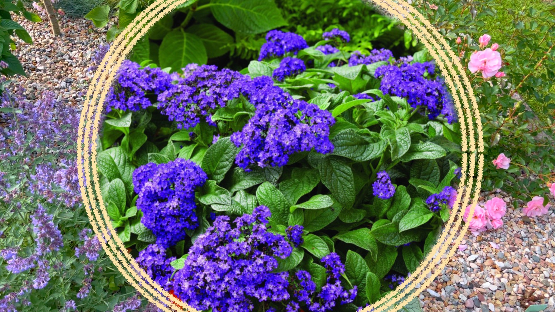 Растения семейства "Бурачниковые" в декоративном садоводстве. смотреть онлайн