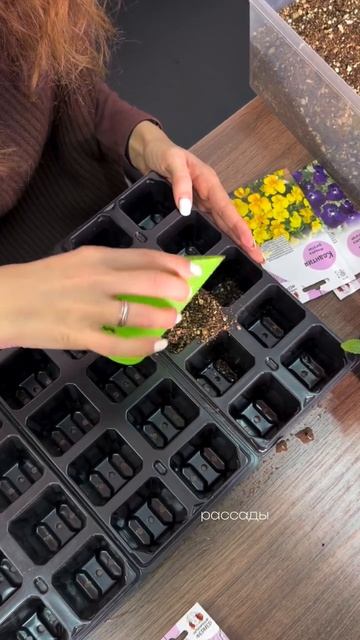 💜 Виола: сеем в феврале — первые цветы уже весной 🌸