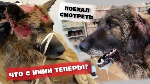 Как зажили ТАКИЕ раны!? Проверил полгода спустя.