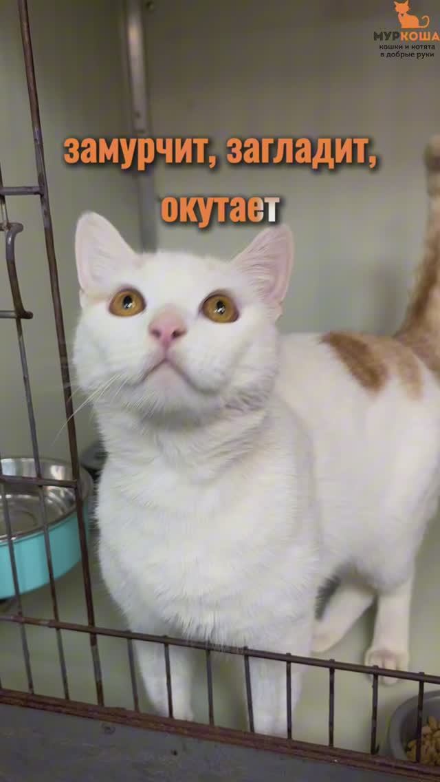 Бурушка ждёт вас в приюте #Муркоша смотреть онлайн