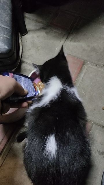 Когда волшебники помогают, тогда есть возможность помогать животным.