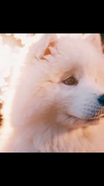 #милыещенки #собаки #питомцы #щенята