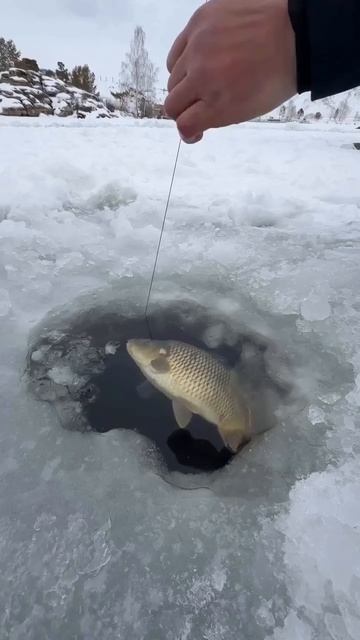Каждый рыбачет как хочет а я ТАК!!