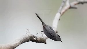 Звук природы. Птицы. Пение птицы Кошачий пересмешник в лесу у озера