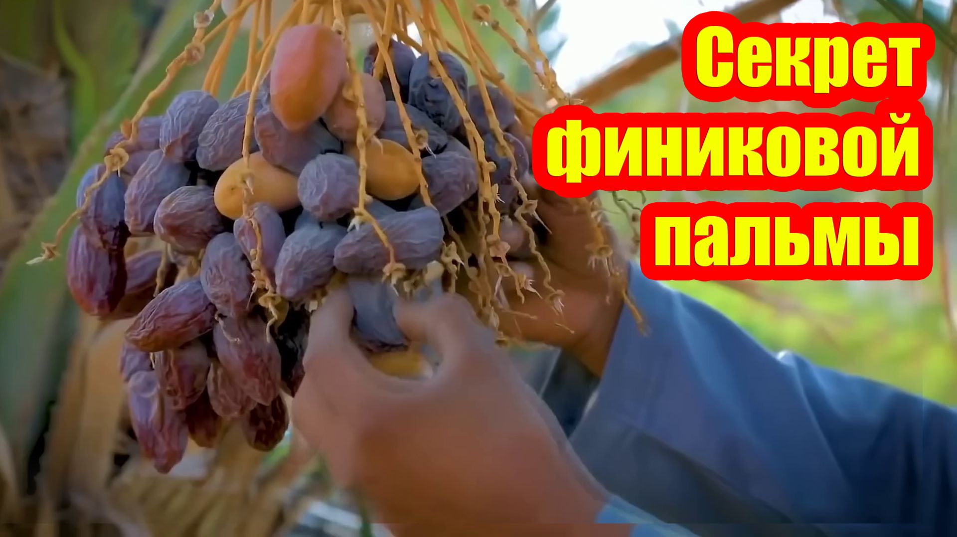 Финиковая пальма: царица оазисов. Как ей удается процветать?