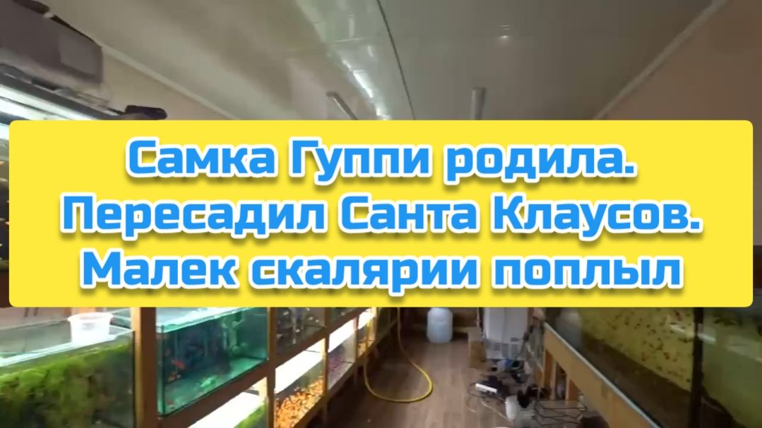 Самка Гуппи родила. Пересадил Санта Клаусов. Малек скалярии поплыл