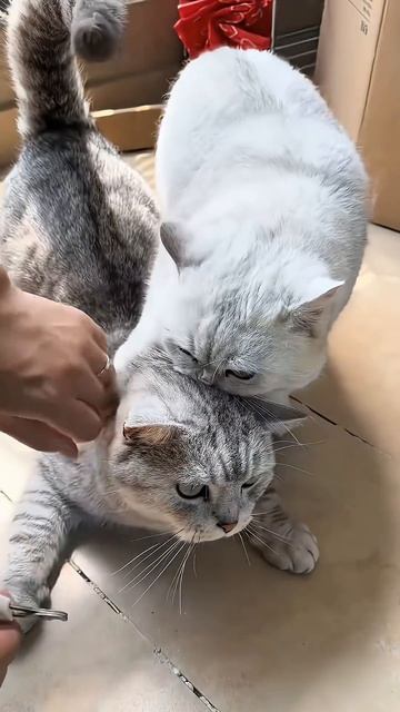 Trmming a cat’s nails#funny #baby #fyp #cats смотреть онлайн