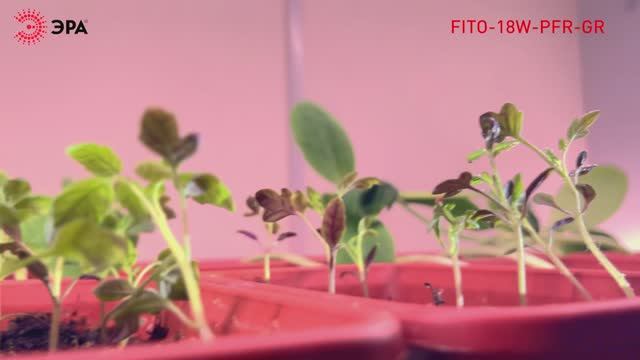 Линейный фитосветильник ЭРА GREEN LINE ФИТО-24W-PFR-GR смотреть онлайн