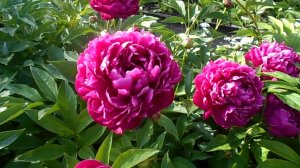 ВСПОМИНАЯ ЛЕТО