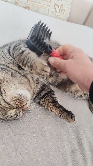 Два волшебника помогли, и чудо случилось!
#БелыйАнгел #помощьживотным #волшебники #чудо Два волшебника помогли, и чудо случилось!
#БелыйАнгел #помощьживотным #волшебники #чудо