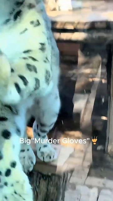 A cat is a cat no matter the size #animal #cat #foryoupage #viral #funny