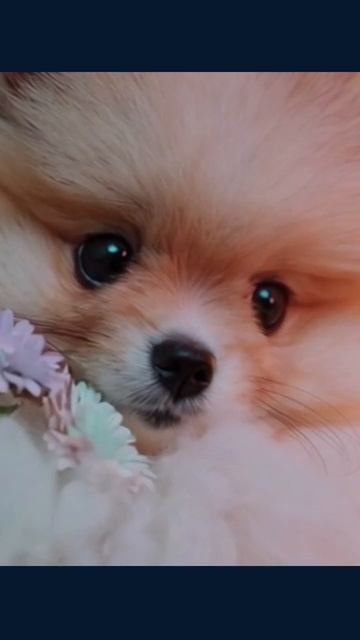 #милыещенки #счастьещенка #нежныещенки #щенкидома #приютдлященков