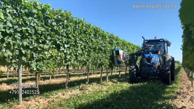 Пневматический с обрезкой листорез -дефолиатор удалитель листьев в виноградниках