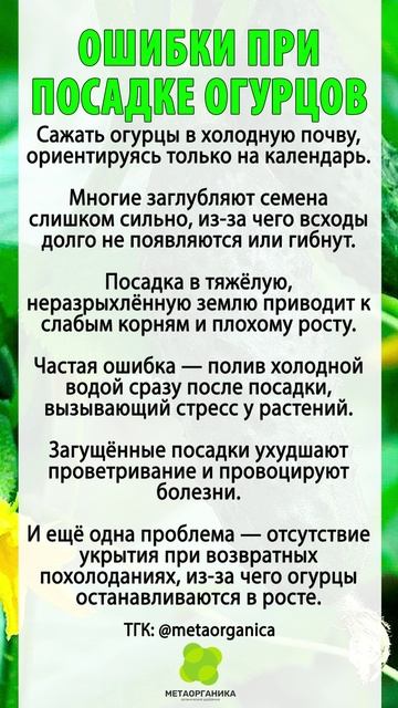 Главные ошибки при посадке огурцов в 2026 году