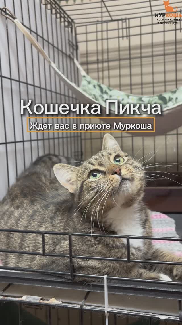 Пикча ждёт вас в приюте #Муркоша смотреть онлайн