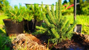 Более пятидесяти тысяч деревьев высадят в Кыргызстане в 2026 году