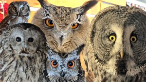 У совушек на улице конкурс мейкапа из инея, а в совешне солнце и цветут орхидеи