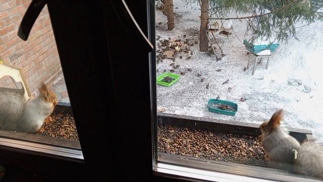 очень весело с белками