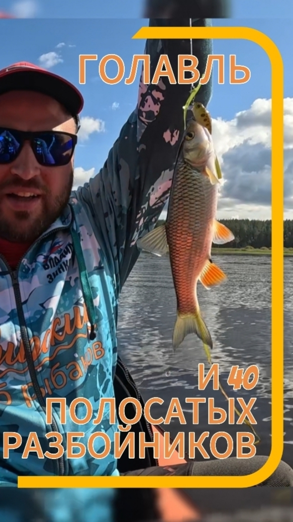 #Голавль и 40 полосатых разбойников! Такой ЖОР окуней бывает только РАЗ в году.