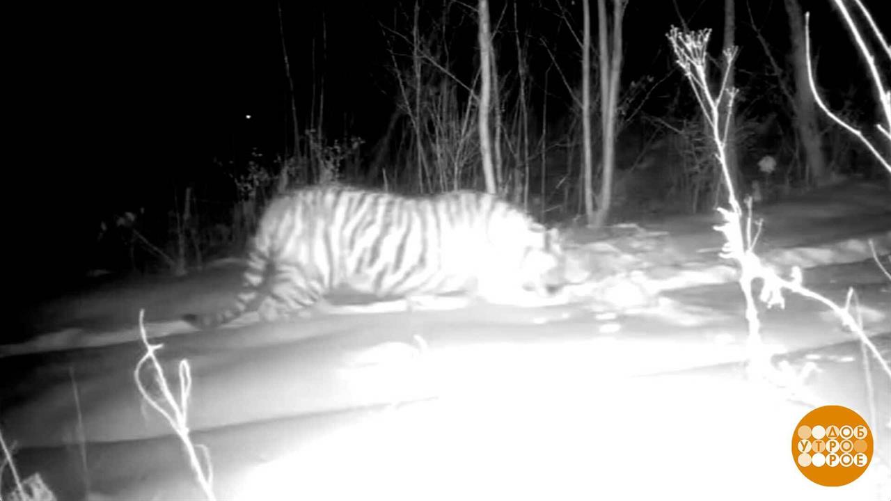 Тигры, мы вас не звали! Доброе утро. Фрагмент выпуска от 05.02.2026 смотреть онлайн