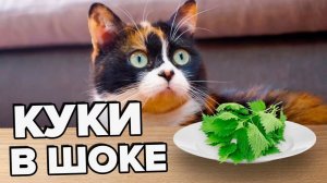 КАК ПРОЖИТЬ ЦЕЛЫЙ ДЕНЬ - НА 100 РУБЛЕЙ