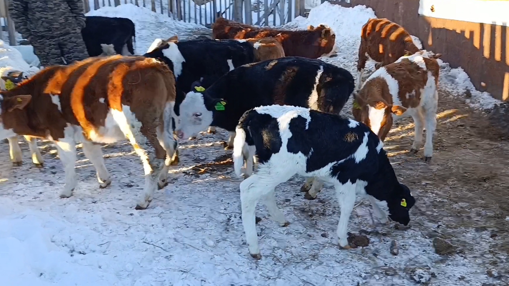 Выпустили Раду в стадо/С Озоном больше не работаем смотреть онлайн