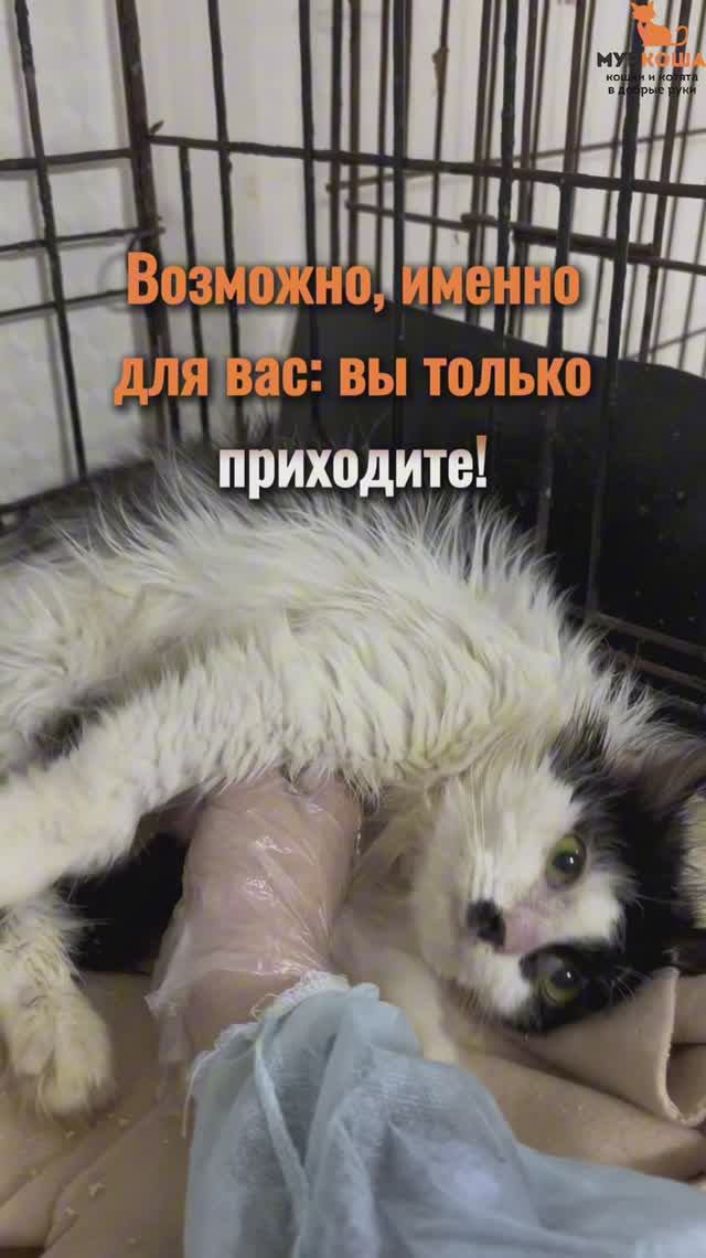 Дьячок ждёт вас в приюте #Муркоша смотреть онлайн