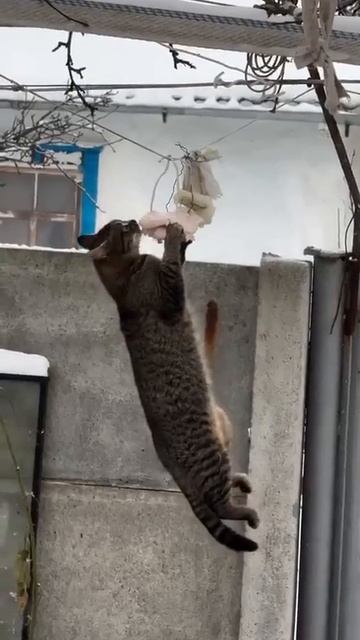 Снегири и сало 😂😂😂