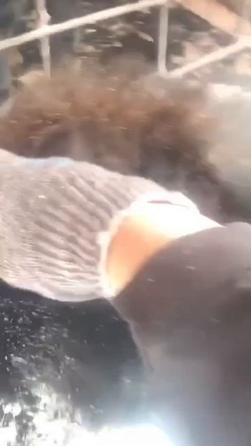 🟥🟥🟥🟥🟥🆘🆘🆘🟥🟥🟥🟥🟥
«Теперь я Мелайна. Я чёрная и пушистая собака. Бездомная. И нет в мире… 🟥🟥🟥🟥🟥🆘🆘🆘🟥🟥🟥🟥🟥
«Теперь я Мелайна. Я чёрная и пушистая собака. Бездомная. И нет в мире…