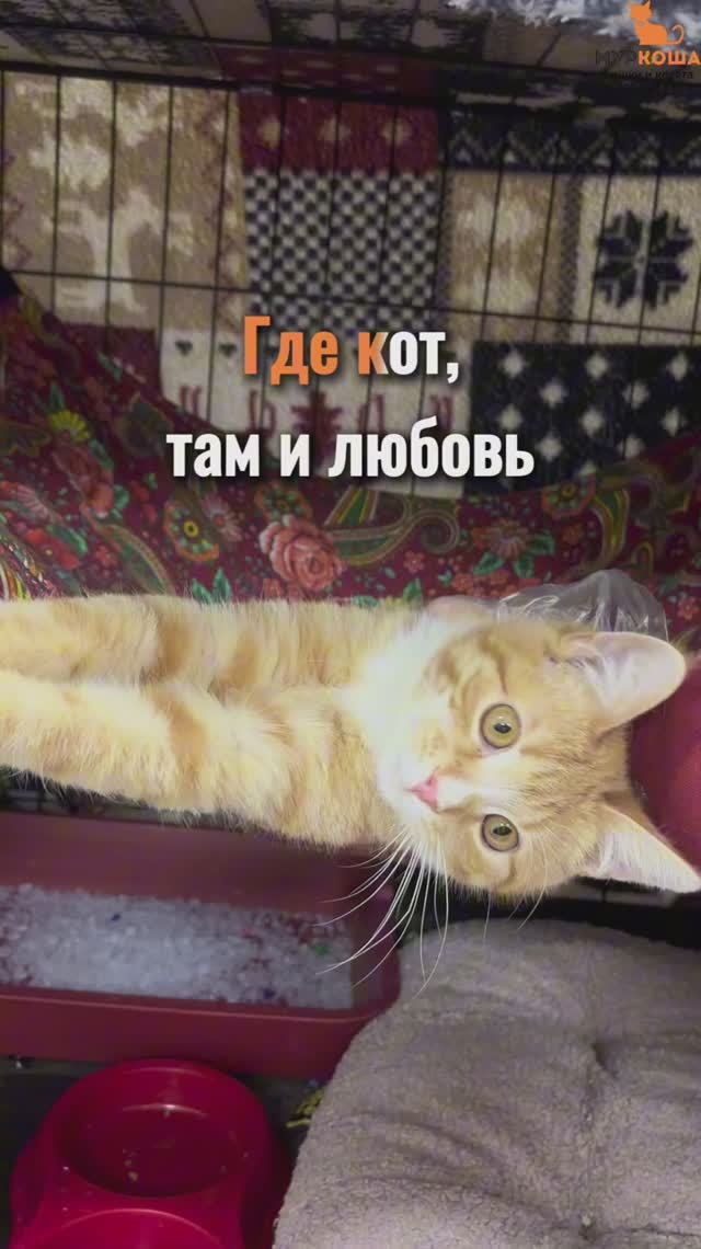 Файтер ждёт вас в приюте #Муркоша смотреть онлайн