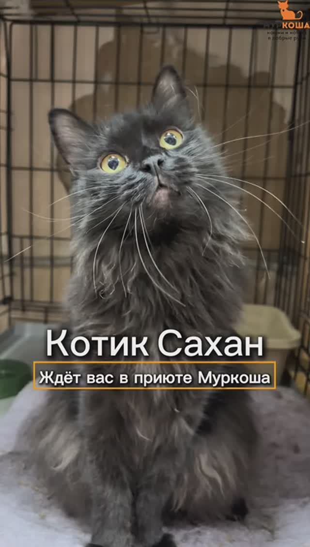 Сахан ждёт вас в приюте #Муркоша смотреть онлайн