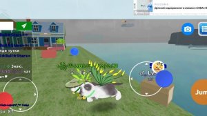 играю в кошка симулятор с друзьями ❤️