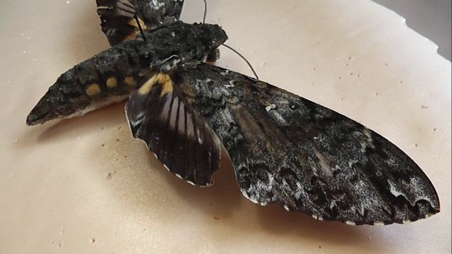 БРАЖНИКИ: 674. Cocytius antaeus (Бражник Антей)