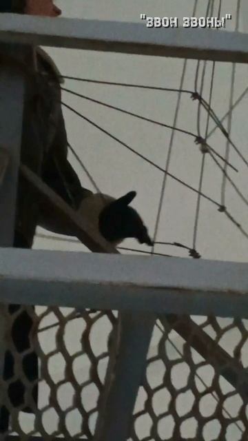 Любовь Рудацкая, колокольный звон в Богоявленском соборе, Костромской кремль смотреть онлайн