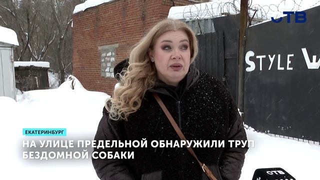 Зоозащитники сообщили о жестоком убийстве собаки в Совхозном смотреть онлайн