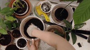 Пересадка комнатных цветов в декабре