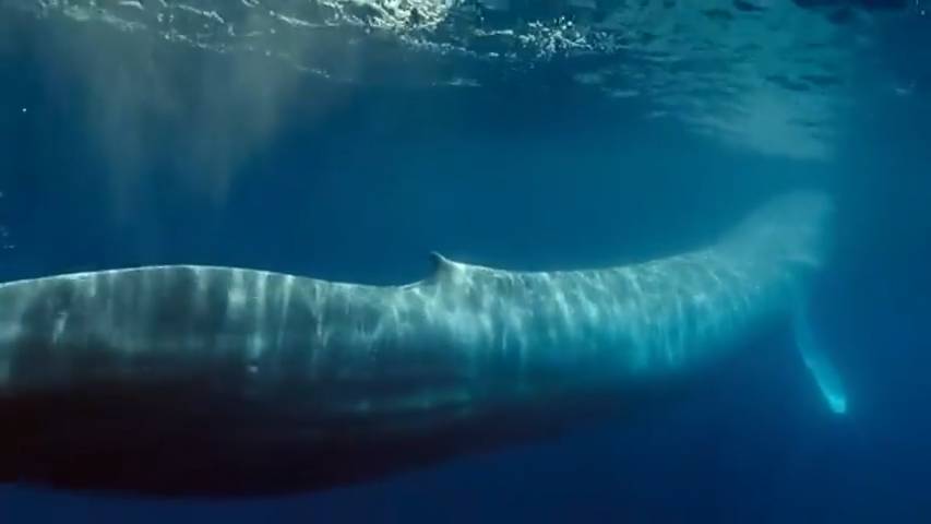 Разделка кита