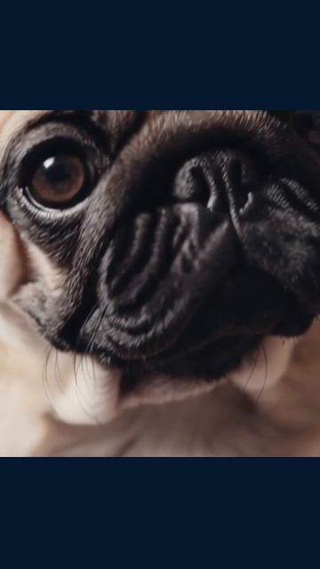 #милыещенки #недоеденныещенки #собаки #игривыещенки