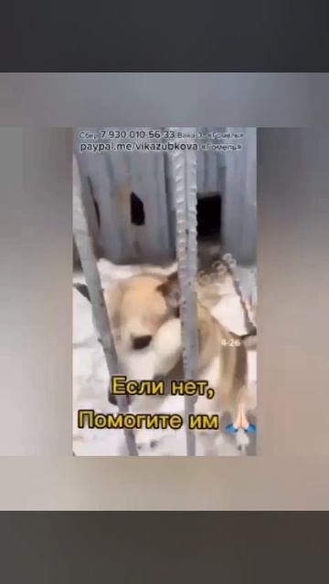 Борьба за Жизнь, боль и трагедия..3 февраля 2026 года. Волонтеры Гомеля продолжают бороться за жизнь Борьба за Жизнь, боль и трагедия..3 февраля 2026 года. Волонтеры Гомеля продолжают бороться за жизнь