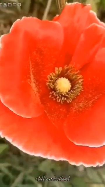 VID_20260205_204541_899.mp4