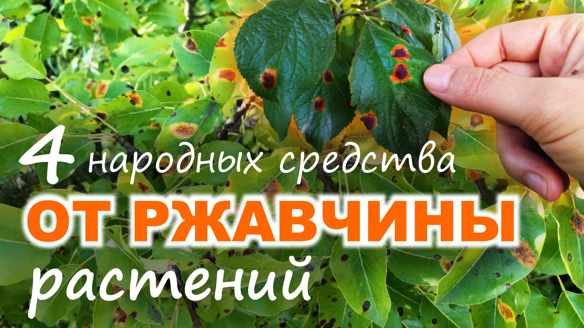 4 лучших народных СРЕДСТВА от РЖАВЧИНЫ РАСТЕНИЙ