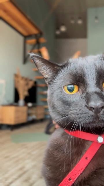 Котик суперстар 😍