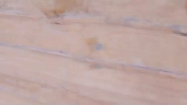 05.02.26г вольер 4 Шерхан выждал и пошел кушать смотреть онлайн