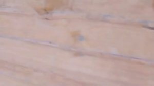 05.02.26г вольер 4 Шерхан выждал и пошел кушать