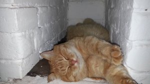 Кот в печи