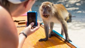 Посмотрите на глупые выходки этих забавных обезьян – гарантированно поднимет вам настроение!
