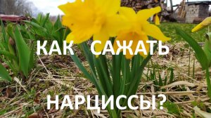 Как сажать нарциссы_