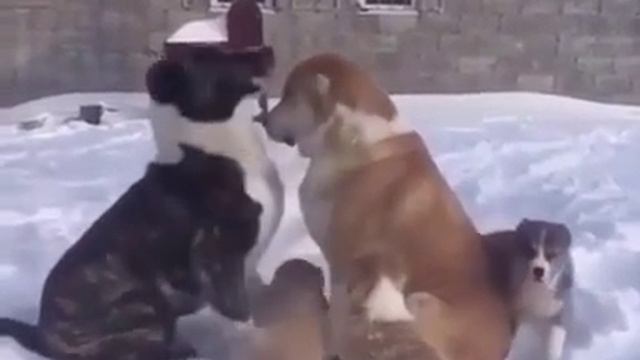 Дорогая, ну прости меня🙏))