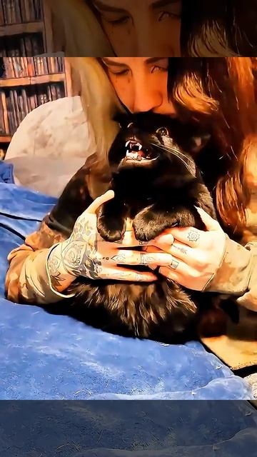 Приколюхи с кошаками🐈🤣