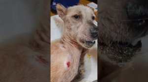 Снежок зассыха